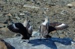 Skua in Maitri Station.JPG